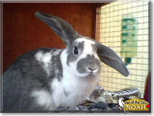 Noah, the Pet of the Day
