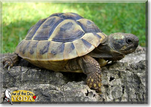 Yoda, the Pet of the Day