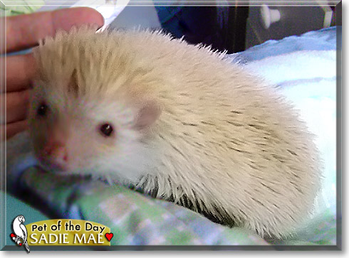 Sadie Mae, the Pet of the Day Sadie Mae, the Pet of the Day