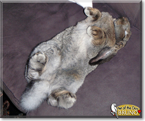 Bruno, the Pet of the Day