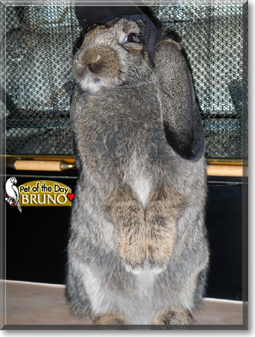 Bruno, the Pet of the Day