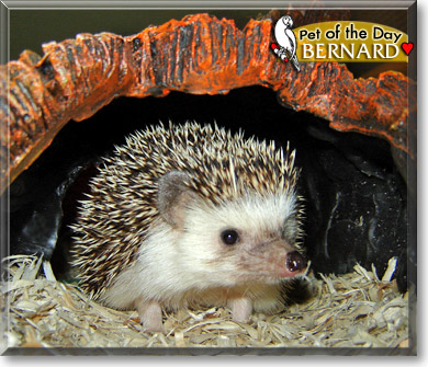 Bernard, the Pet of the Day