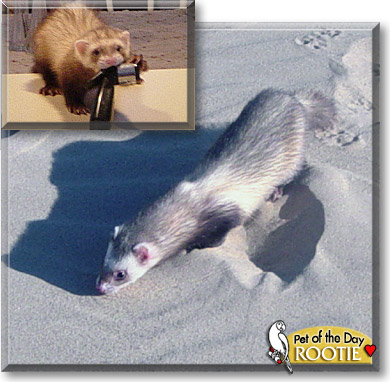 Rootie, the Pet of the Day Rootie, the Pet of the Day