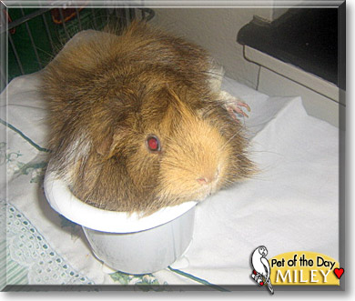 Miley, the Pet of the Day Miley, the Pet of the Day