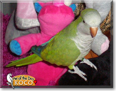 Koco, the Pet of the Day Koco, the Pet of the Day