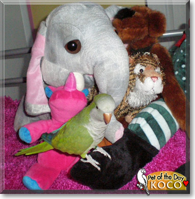 Koco, the Pet of the Day