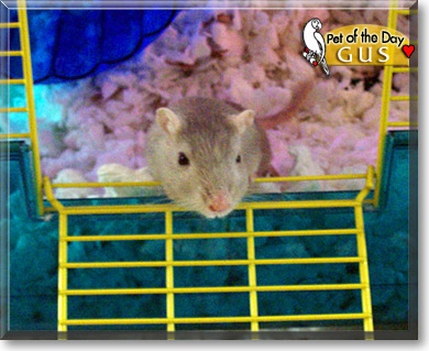 Gus, the Pet of the Day Gus, the Pet of the Day