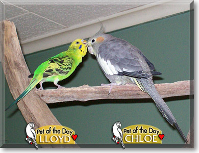 Lloyd, Chloe, the Pet of the Day Lloyd, Chloe, the Pet of the Day