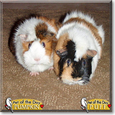 Puff, Pumpkin, the Pet of the Day Puff, Pumpkin, the Pet of the Day