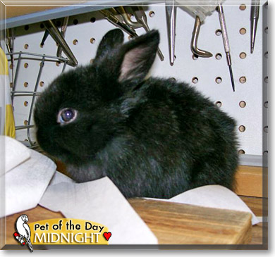 Midnight, the Pet of the Day Midnight, the Pet of the Day