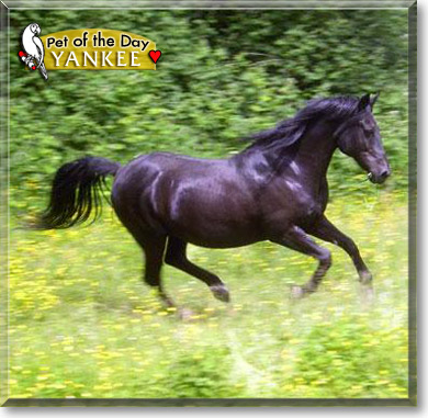 Yankee, the Pet of the Day Yankee, the Pet of the Day