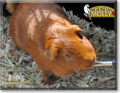 Molly, the Pet of the Day