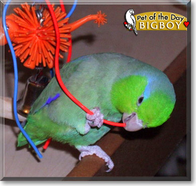 Bigboy, the Pet of the Day Bigboy, the Pet of the Day