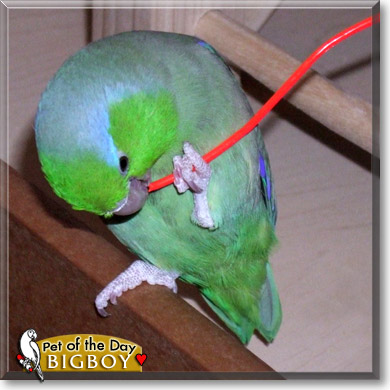 Bigboy, the Pet of the Day