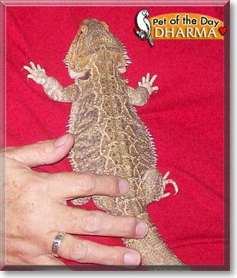 Dharma, the Pet of the Day Dharma, the Pet of the Day