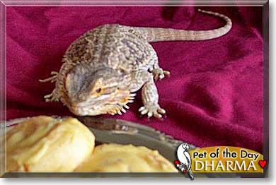 Bigboy, the Pet of the Day