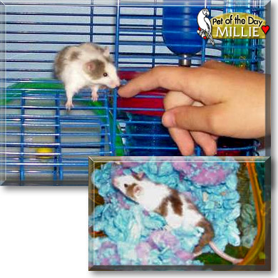 Millie, the Pet of the Day