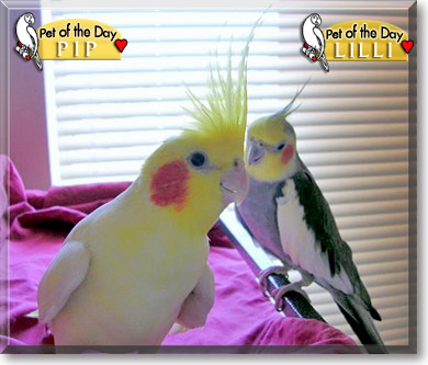 Lilli, Pip, the Pet of the Day