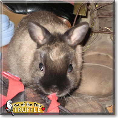 Truffle, the Pet of the Day Truffle, the Pet of the Day