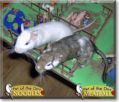 Meatball, Noodles, the Pet of the Day Meatball, Noodles, the Pet of the Day