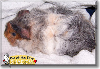 Shadow, the Pet of the Day Shadow, the Pet of the Day