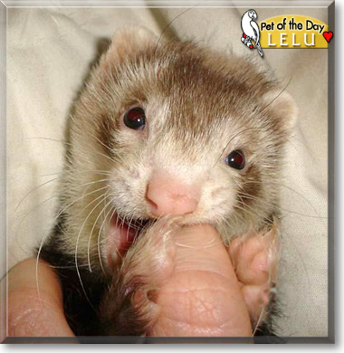 Lelu, the Pet of the Day Lelu, the Pet of the Day