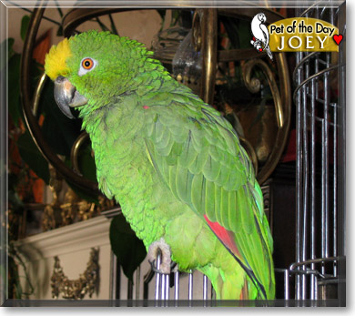 Joey, the Pet of the Day