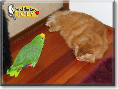 Joey, the Pet of the Day