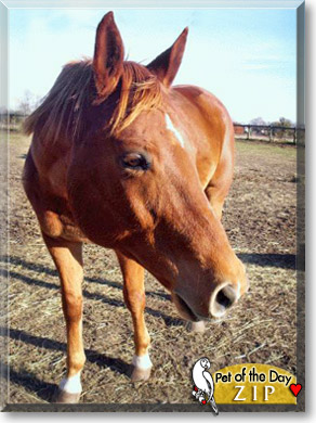 Zip, the Pet of the Day