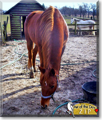 Zip, the Pet of the Day