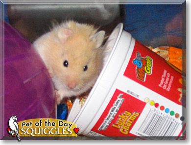 Squiggles, the Pet of the Day Squiggles, the Pet of the Day