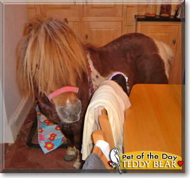Teddy Bear, the Pet of the Day Teddy Bear, the Pet of the Day