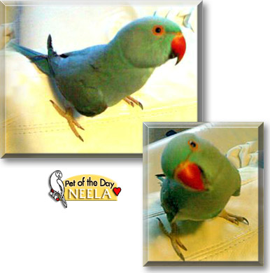 Neela, the Pet of the Day Neela, the Pet of the Day