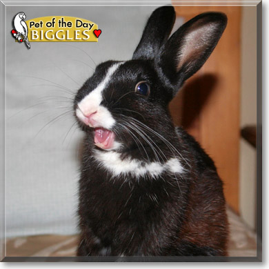 Biggles, the Pet of the Day Biggles, the Pet of the Day