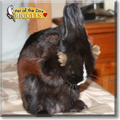 Biggles, the Pet of the Day