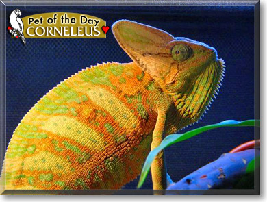 Corneleus, the Pet of the Day Corneleus, the Pet of the Day