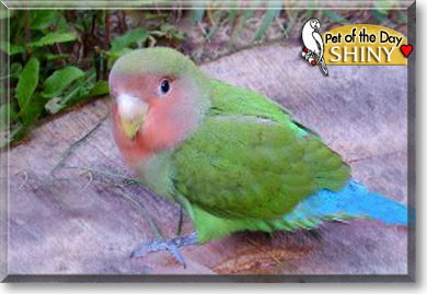 Shiny, the Pet of the Day Shiny, the Pet of the Day