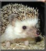 Bernard the Hedgehog