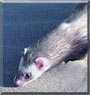 Rootie the Sable Ferret