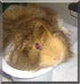 Miley the Abyssinian