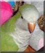 Koco the Quaker Parakeet