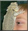 Fred the Bearded Dragon