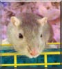 Gus the Gerbil