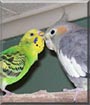 Lloyd, Chloe the Parakeet, Cockatiel