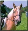Moonie the Palomino Pony
