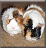 Puff, Pumpkin the Abyssinian Guinea Pigs