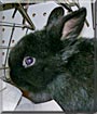 Midnight the Holland Lop Rabbit