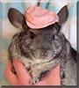 Chilly the Standard Gray Chinchilla