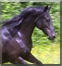 Yankee the American Morgan Horse