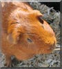Molly the Guinea Pig